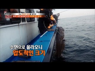 성인 남성보다 큰 초대형 돗돔?! 헌터와 돗돔의 사투! [뉴 코리아 헌터] 106회 20180611