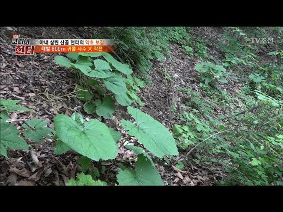 산 속에 핀 하트?! 해발 800m 귀물 사수 대작전! [뉴 코리아 헌터] 108회...
