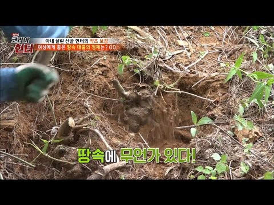 “알이다 알?” 여성에게 좋은 땅속 대물?! [뉴 코리아 헌터] 108회 20180625