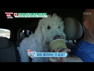 카페에서 파는 강아지를 위한 특별한 음료?! [사랑은 아무나 하나] 40회 20180623