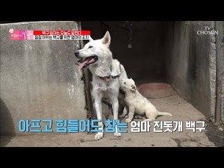 점점 야위는 어미 백구! 백구 엄마의 현명한 해결책은?! [엄마의 봄날] 157회 20180916