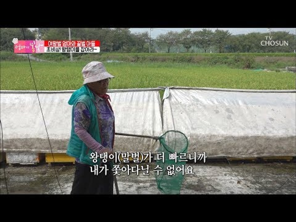 여왕벌 엄마의 초비상사태! 왕탱이(말벌)를 잡아라?! [엄마의 봄날] 158회 201...