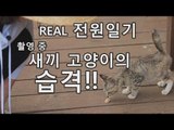 [미방영] REAL 전원일기 촬영중 새끼 고양이의 습격!! [마이웨이] 109회 20180809