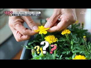 노란 꽃이 눈 건강을 지킨다?! 꽃의 정체는?! [내 몸 플러스] 117회 20181021