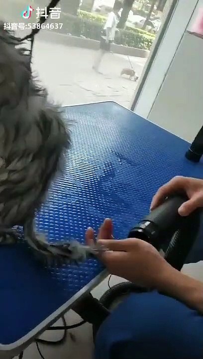 Dog & cat 51