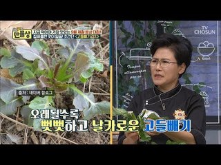 3시간이면 OK? 믿기 힘든 시간단축! 고들빼기 쓴 맛 잡는 비법 [만물상 260회] 20180913