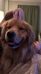 Head Scratches Before Bed