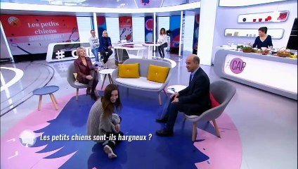 Un petit chien hystérique attire toute l'attention sur le plateau de "C'est au programme" - Regardez