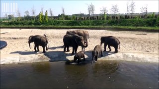 Le bain des éléphants 4 mai 2018
