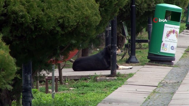 Köpeklerin saldırdığı 2 kişi hastanelik oldu