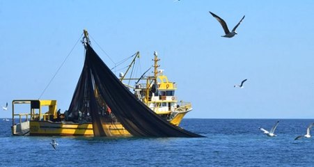 Mersin'de 6 Metre Boyunda Köpek Balığı Yakalandı