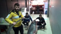 Akdeniz'de 3 günde ikinci dev köpek balığı yakalandı