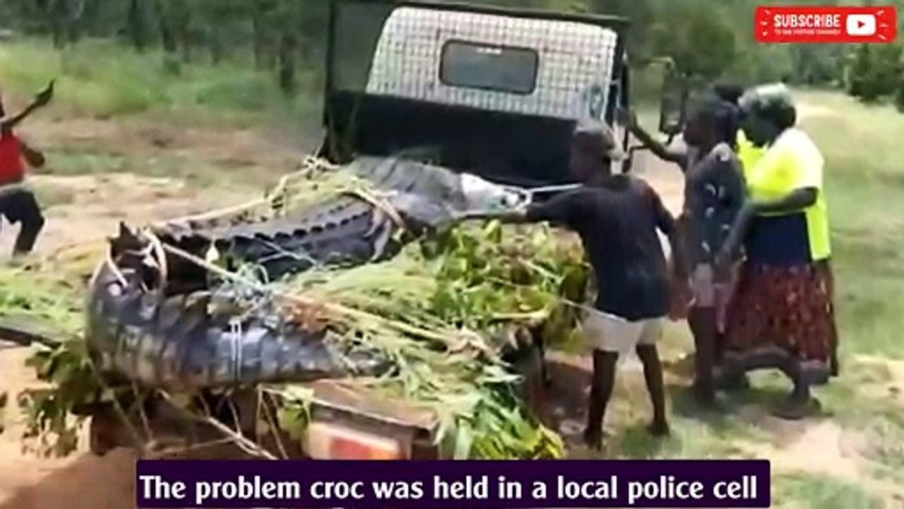 600kg crocodile which 'ate dogs' in NT held in jail cell