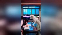 Well-trained dog helps dad supervise his daughter doing homework