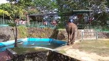 Hilarious elephant giggles while spraying zoo guests