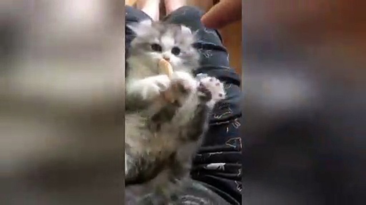 Protective kitten does not allow owner to touch its food