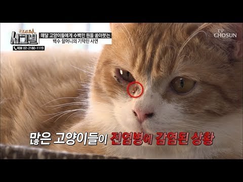 피를 토하는 고양이들! 곰팡이 균에 의한 감염? [시그널] 58회 20190116