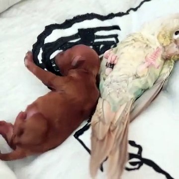 Ce chiot s'endort sur une perruche allongée !