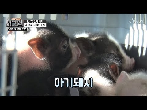 아기 돼지 ‘옥돌이’ 등장! 특별선물 to 옥자! [시그널] 58회 20190116