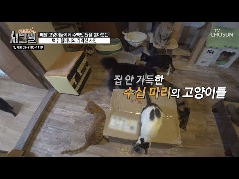 집안 곳곳 온통 고양이? 키우게 된 이유는! [시그널] 58회 20190116