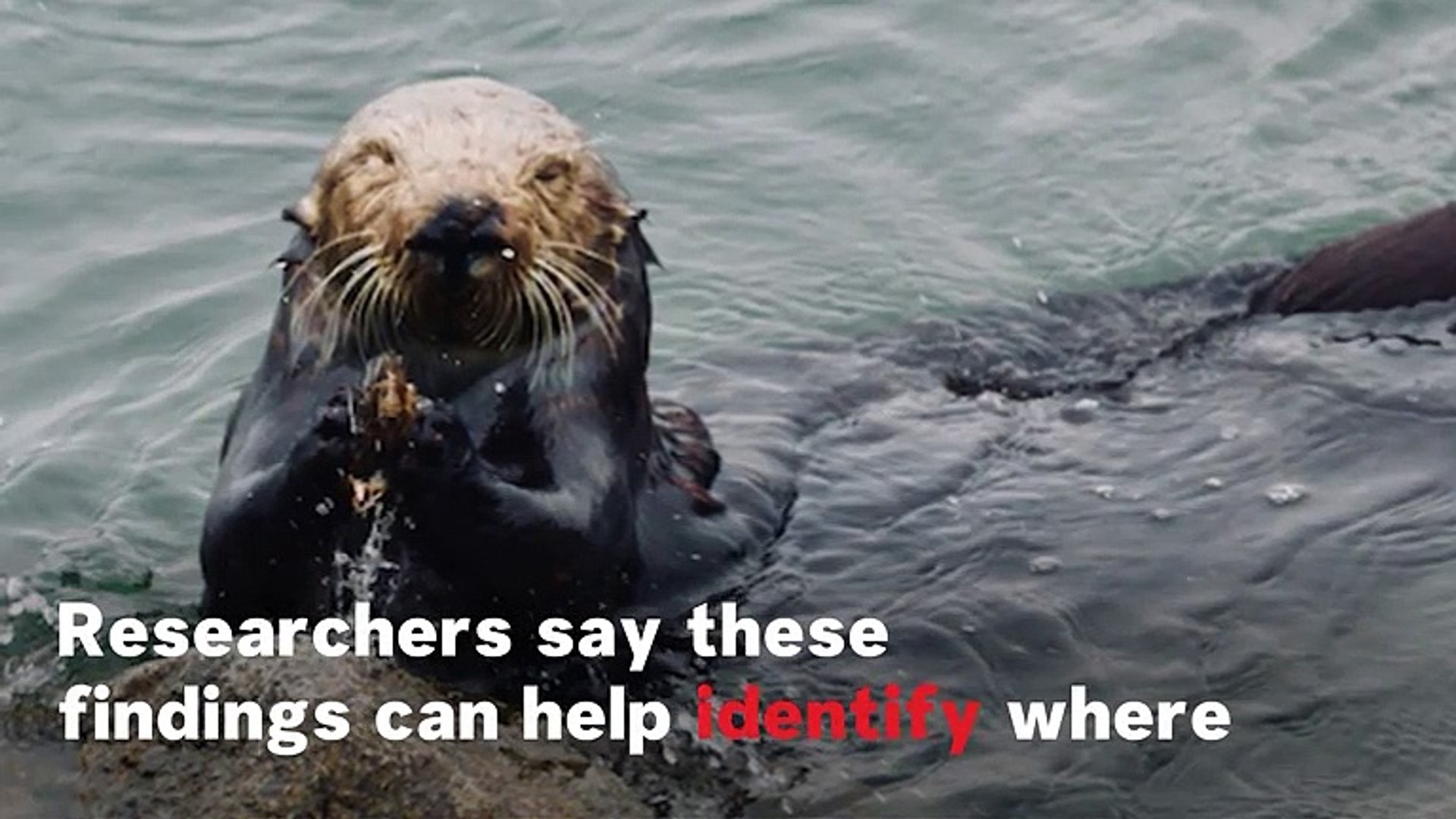 ⁣Sea Otters' Use Of Tools Leaves Behind Distinctive Archaeological Evidence