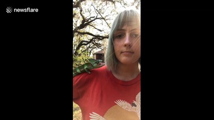 Naughty Chameleon hilariously shocks owner with surprise kiss