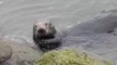 Sea Otters' Use Of Tools Leaves Behind Distinctive Archaeological Evidence