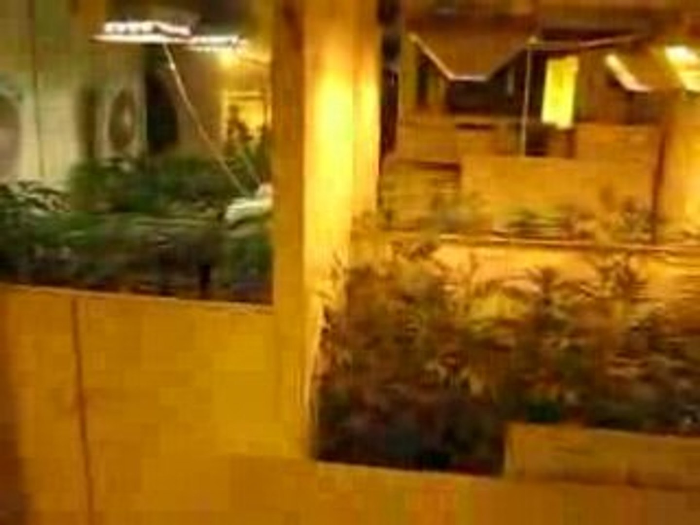 Cannabis Museum Growroom SensiSeeds