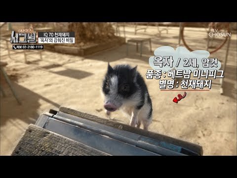 개야 돼지야? 장애물도 완벽하게 정복! [시그널] 58회 20190116