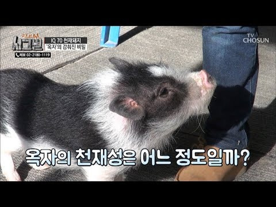 돼지 ‘옥자’의 천재성은 어느 정도? [시그널] 58회 20190116