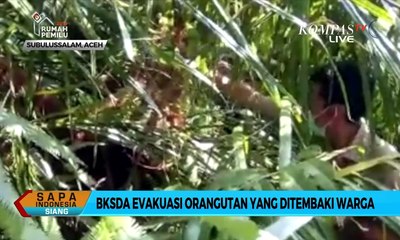 BKSDA Aceh Evakuasi Orangutan yang Ditembaki Warga