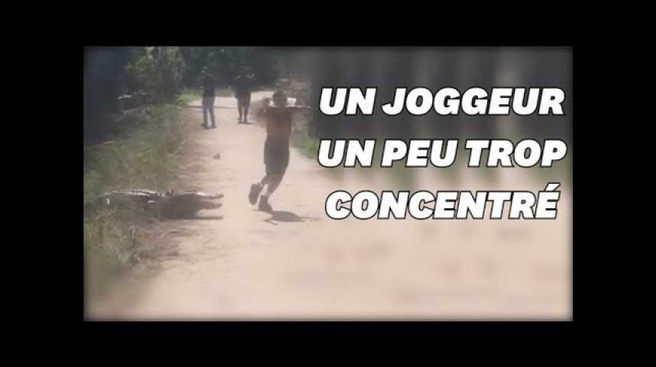 Un joggeur concentré ne remarque pas l'alligator sur sa route