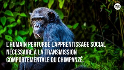 L’activité humaine détruit la diversité culturelle des chimpanzés