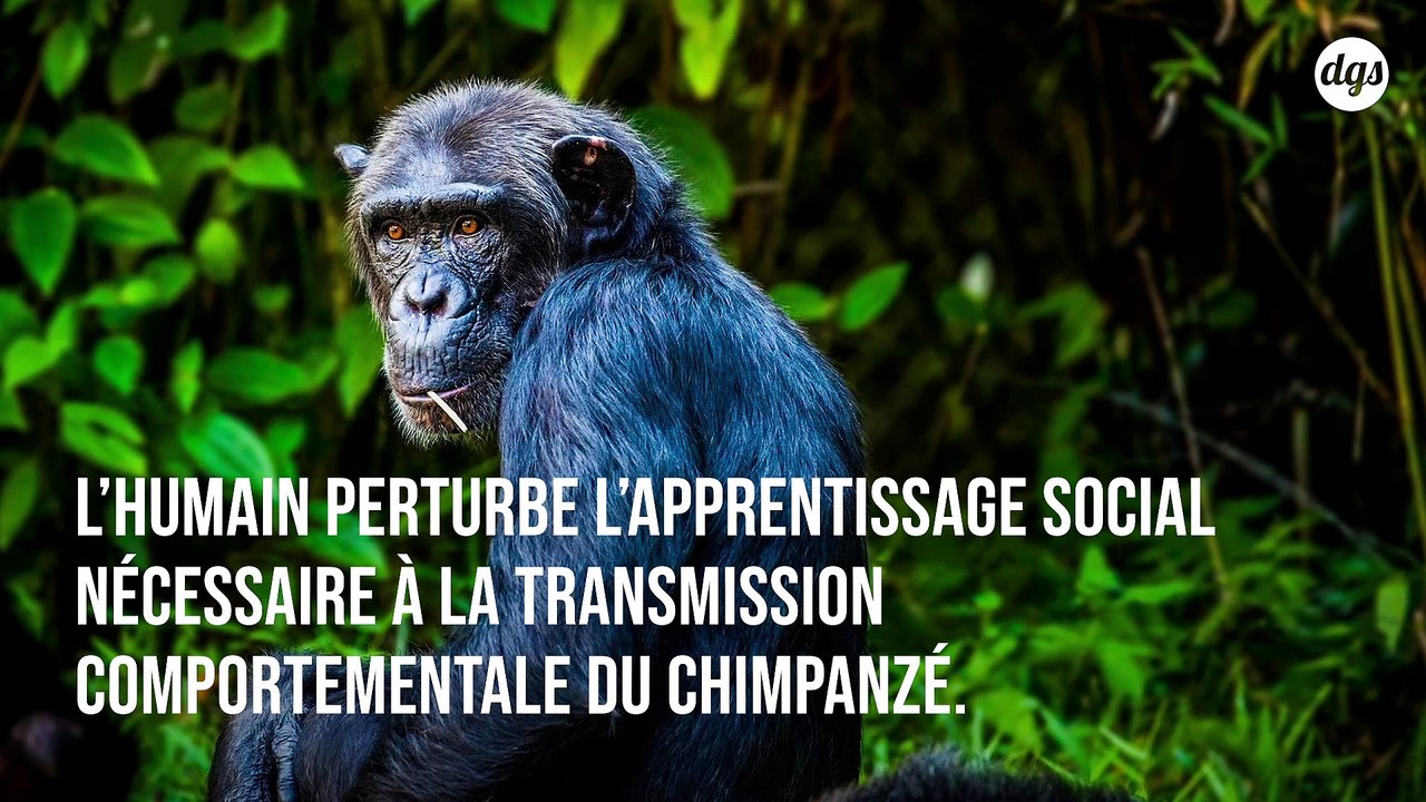 L’activité humaine détruit la diversité culturelle des chimpanzés