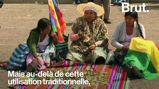 La feuille de Coca, ce n’est pas que pour la cocaïne