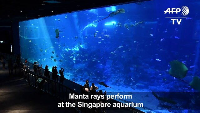 Manta rays perform in the Singapore aquarium