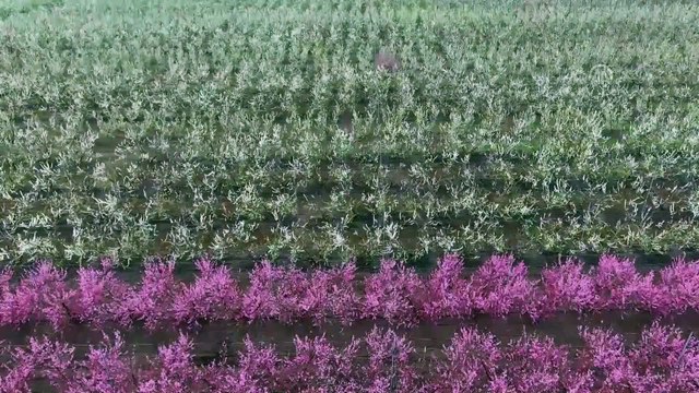 Amik Ovası'nda renk cümbüşü - HATAY