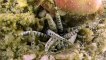Burrowing Anemone Looks like Alien Species