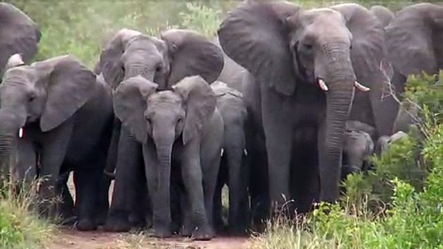 Wild Elephants Protect Young from Wild Dogs