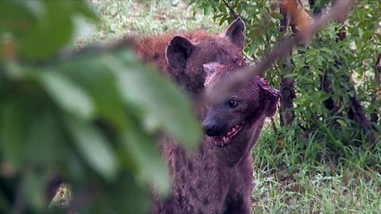 Hyena Fight Ends with Severed Ear