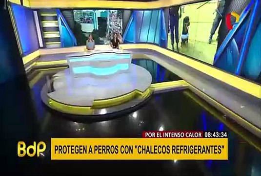 San Isidro: protegen a perros con “chalecos refrigerantes” ante intenso calor