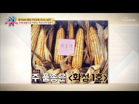 생산성甲 주체 농법으로 키운 북한 옥수수 맛은? [모란봉 클럽] 178회 20190310