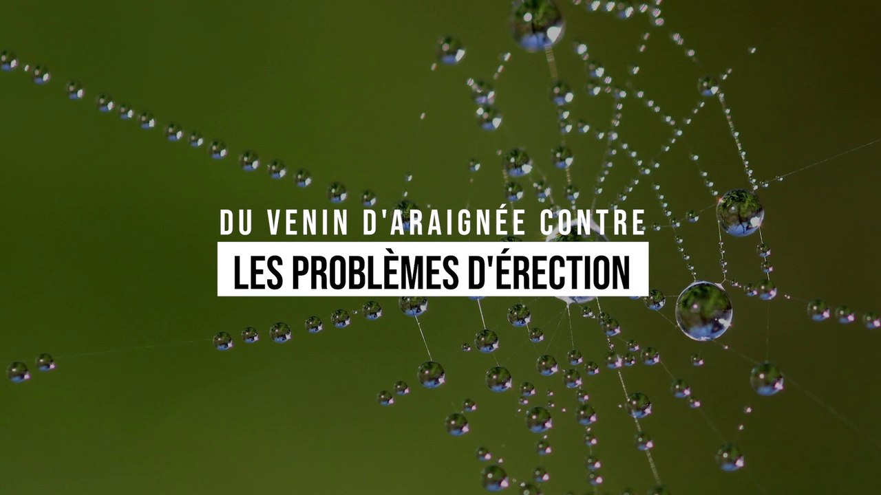 Du venin d'araignées contre les problèmes d'érection