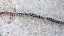 Five-metre-long procession of caterpillars march along path in Spain