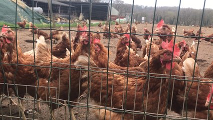 Les poules tuent un renard, le lycée va étudier le buzz