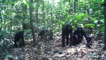 Watch How These Apes React to Cameras in Their Jungle