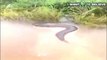 The Brazilian filmed a giant Anaconda. But is it an Anaconda?