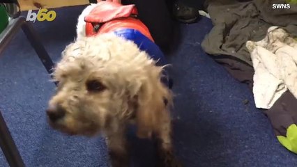 An Unlikely Dog Rescue Involved a Helicopter