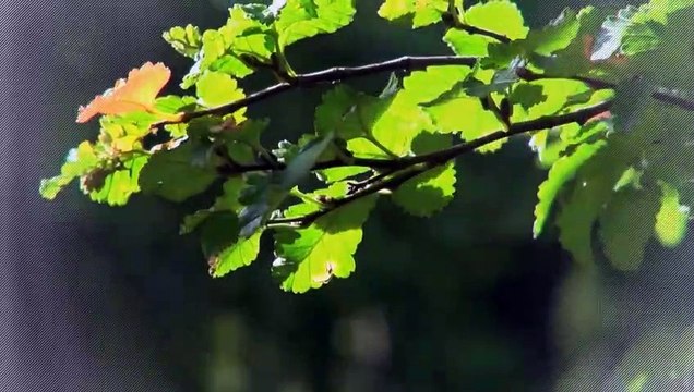 A vendre - Appartement - Bulle (1630) - 4.5 pièces - 105m²