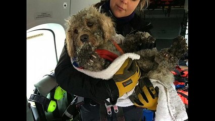 Scozia: cane salvato da Guardia Costiera in elicottero